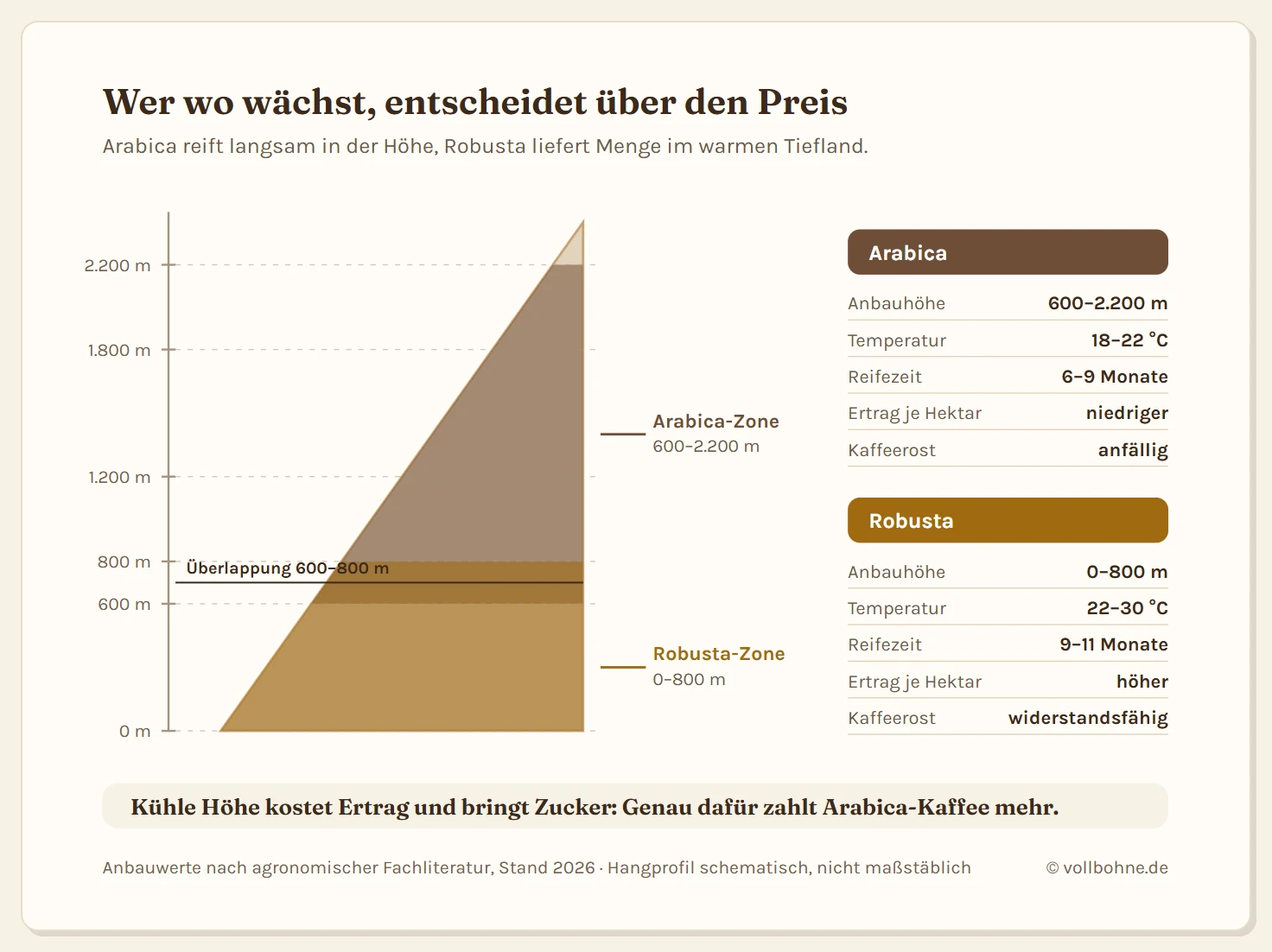 Höhenprofil eines Berghangs mit den Anbauzonen von Robusta im Tiefland bis 800 Meter und Arabica zwischen 600 und 2.200 Metern, dazu Angaben zu Temperatur, Reifezeit und Ertrag je Zone.