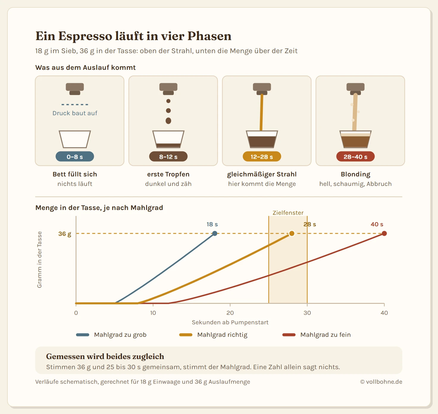 Zeitachse eines Espresso-Bezugs über 40 Sekunden mit vier Phasen. Von 0 bis 8 Sekunden füllt sich das Kaffeebett, es läuft nichts aus dem Auslauf. Von 8 bis 12 Sekunden kommen die ersten dunklen, zähen Tropfen. Von 12 bis 28 Sekunden läuft ein gleichmäßiger, dünner Strahl, in dem der größte Teil der Menge zusammenkommt. Ab etwa 28 Sekunden wird der Strahl hell und schaumig, das sogenannte Blonding. Darunter zeigt eine ansteigende Kurve die Menge in der Tasse in Gramm, die bei 36 Gramm im Zielfenster zwischen 25 und 30 Sekunden endet. Zwei Vergleichskurven daneben: eine steile Kurve erreicht 36 Gramm bereits nach 18 Sekunden bei zu grobem Mahlgrad, eine flache Kurve erst nach 40 Sekunden bei zu feinem Mahlgrad.