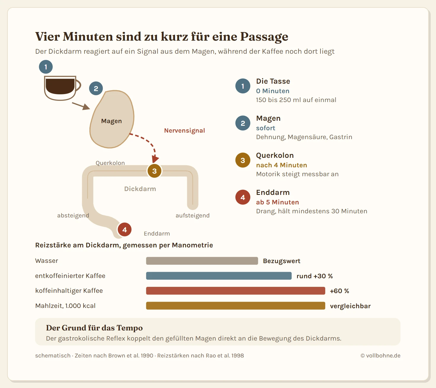Schematischer Verdauungstrakt mit dem Reizweg von der Kaffeetasse bis zum Stuhldrang in vier nummerierten Stationen mit Zeitmarken. Station eins zeigt die Tasse zum Zeitpunkt null Minuten. Station zwei zeigt den Magen, in dem die Flüssigkeit die Magenwand dehnt und Chlorogensäuren die Ausschüttung von Magensäure und dem Hormon Gastrin anregen. Ein gestrichelter Signalpfeil führt von dort weg und ist als Nervensignal beschriftet. Station drei liegt am Querkolon und am absteigenden Dickdarm, wo die Motorik innerhalb von vier Minuten ansteigt. Station vier liegt am Enddarm im Bereich Rektosigmoid, wo der Drang entsteht und die erhöhte Motorik mindestens dreißig Minuten anhält. Unten steht ein Balkenvergleich der Reizstärke am Dickdarm mit Wasser als Bezugswert von einhundert Prozent, entkoffeiniertem Kaffee bei etwa einhundertdreißig Prozent und koffeinhaltigem Kaffee bei einhundertsechzig Prozent, was einer vollen Mahlzeit von tausend Kilokalorien entspricht. Ein Hinweiskasten stellt klar, dass der Kaffee nach vier Minuten den Dickdarm noch gar nicht erreicht hat und die Wirkung deshalb über ein Nervensignal läuft.