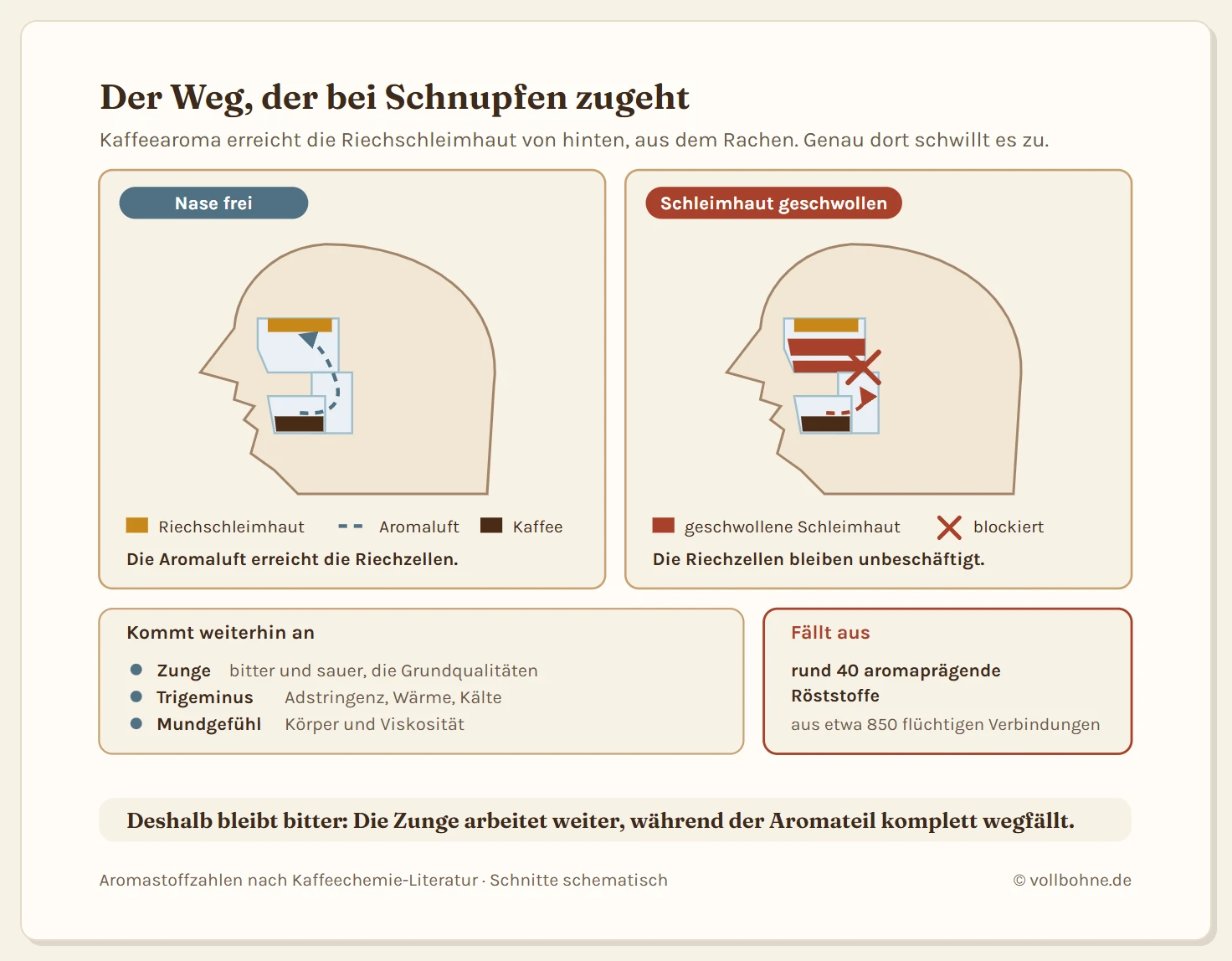Zwei schematische Kopfschnitte im Vergleich, die den Weg der Kaffeearomen zeigen. Links der freie Zustand: Aus dem Kaffee im Mund steigen Aromastoffe in den Rachenraum, ein gestrichelter Pfeil führt beim Schlucken und Ausatmen von hinten nach oben durch die Nasenhöhle bis zur Riechschleimhaut im Dach der Nase, dort erreichen sie die Riechzellen und werden als Aroma erkannt. Rechts der Zustand bei Erkältung: Die Nasenschleimhaut ist verdickt dargestellt und verengt die Passage, der Pfeil endet an der Engstelle und erreicht die Riechschleimhaut nicht mehr, der Weg ist als blockiert markiert. Unter beiden Schnitten eine zweiteilige Leiste, die auflistet, was weiterhin ankommt und was ausfällt: erhalten bleiben Bitterkeit und Säure über die Zunge sowie Körper, Temperatur und Adstringenz über den Nervus trigeminus, während die rund vierzig aromaprägenden Röststoffe wegfallen.