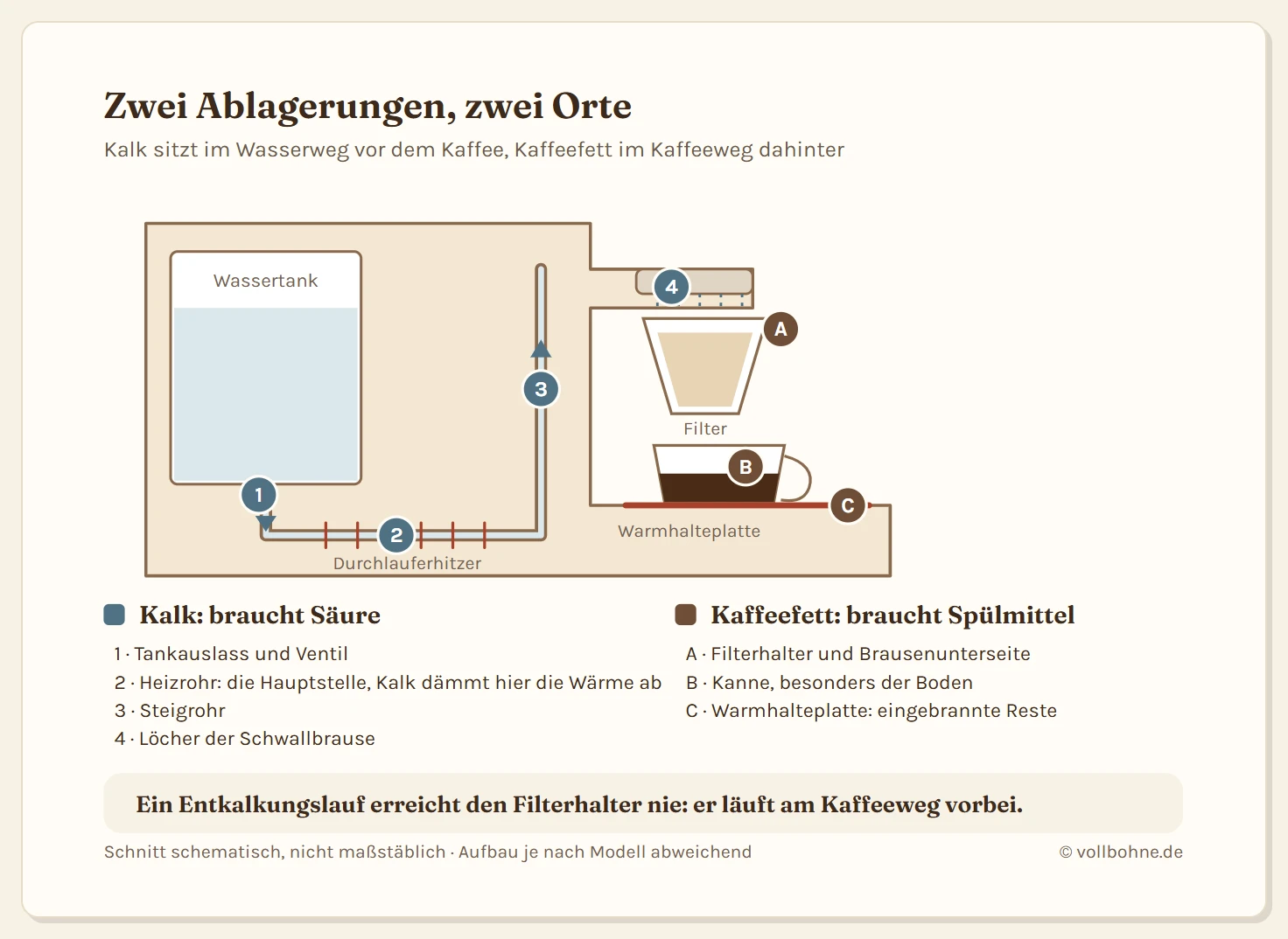 Schnitt durch eine Filterkaffeemaschine mit den Stellen für Kalk im Wasserweg und Kaffeefett im Kaffeeweg. Kalk setzt sich am Tankauslass, im Heizrohr im Sockel als Hauptstelle, im Steigrohr und in den Löchern der Schwallbrause ab. Kaffeefett schlägt sich am Filterhalter und an der Brausenunterseite nieder, in der Kanne und besonders am Kannenboden sowie als eingebrannte Reste auf der Warmhalteplatte.