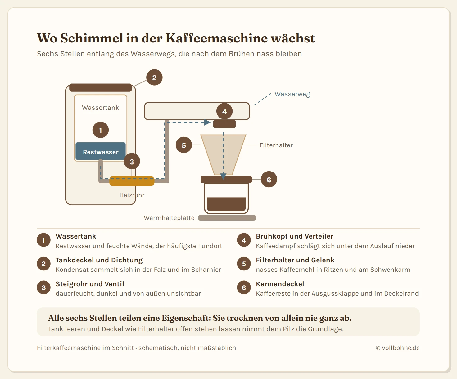Schnitt durch eine Filterkaffeemaschine mit dem Wasserweg vom Tank über Steigrohr und Heizrohr zum Brühkopf und weiter durch den Filter in die Kanne. Sechs nummerierte Marker zeigen Wassertank, Tankdeckel, Steigrohr, Brühkopf, Filterhalter und Kannendeckel als typische Schimmelstellen.
