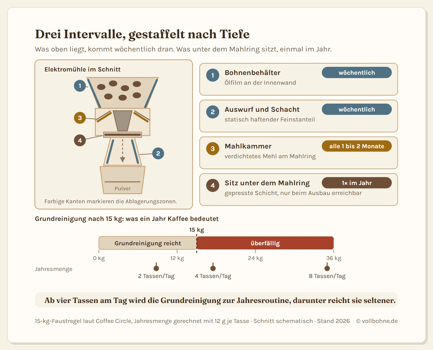Schematischer Schnitt durch eine elektrische Kaffeemühle mit vier nummerierten Ablagerungszonen und den zugehörigen Reinigungsintervallen. Zone eins ist der Bohnenbehälter mit Ölfilm an der Innenwand, wöchentlich. Zone zwei ist der Auswurfschacht, in dem elektrostatisch aufgeladener Feinstanteil an den Wänden haftet, ebenfalls wöchentlich. Zone drei ist die Mahlkammer mit dem Kegelmahlwerk, in der sich verdichtetes Kaffeemehl am Mahlring sammelt, alle ein bis zwei Monate. Zone vier ist der Sitz unter dem Mahlring, eine gepresste Schicht, die nur beim kompletten Zerlegen erreichbar ist, einmal im Jahr. Rechts daneben eine Legende mit den vier Zonen und ihren Intervallen. Unten eine Mengenachse von null bis sechsunddreißig Kilogramm gemahlener Bohnen: Bis fünfzehn Kilogramm reicht die Grundreinigung, danach ist sie überfällig. Auf der Achse sind die Jahresmengen eingetragen, zwei Tassen am Tag ergeben acht Komma acht Kilogramm und bleiben unter der Marke, vier Tassen ergeben siebzehn Komma fünf Kilogramm und liegen darüber, acht Tassen ergeben fünfunddreißig Kilogramm.