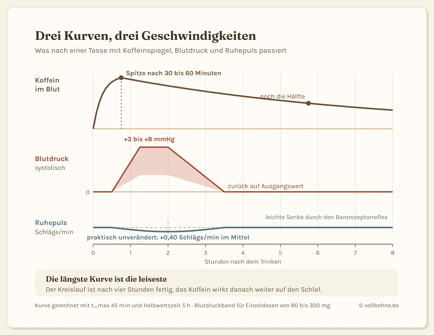 Diagramm über acht Stunden mit drei übereinanderliegenden Verläufen nach dem Trinken einer Tasse Kaffee. Die obere Kurve zeigt den Koffeinspiegel im Blut: steiler Anstieg auf das Maximum nach dreißig bis sechzig Minuten, danach exponentieller Abfall, wobei nach fünf Stunden noch die Hälfte und nach zehn Stunden ein Viertel vorhanden ist. Die mittlere Fläche zeigt den systolischen Blutdruck als getönte Zone: Anstieg ab etwa dreißig Minuten, Höhepunkt zwischen sechzig und neunzig Minuten mit drei bis acht Millimeter Quecksilbersäule über dem Ausgangswert, Rückkehr auf den Ausgangswert nach zwei bis vier Stunden. Die untere Linie zeigt die Ruheherzfrequenz und verläuft über die gesamten acht Stunden praktisch flach auf der Grundlinie, mit einer leichten Senke im Bereich des Blutdruckgipfels. Eine Beschriftung erklärt diese Senke mit dem Barorezeptorreflex. Ein Hinweiskasten stellt fest, dass Koffein noch Stunden nach dem Ende des Blutdruckeffekts im Blut kreist und deshalb weiter auf den Schlaf wirkt.