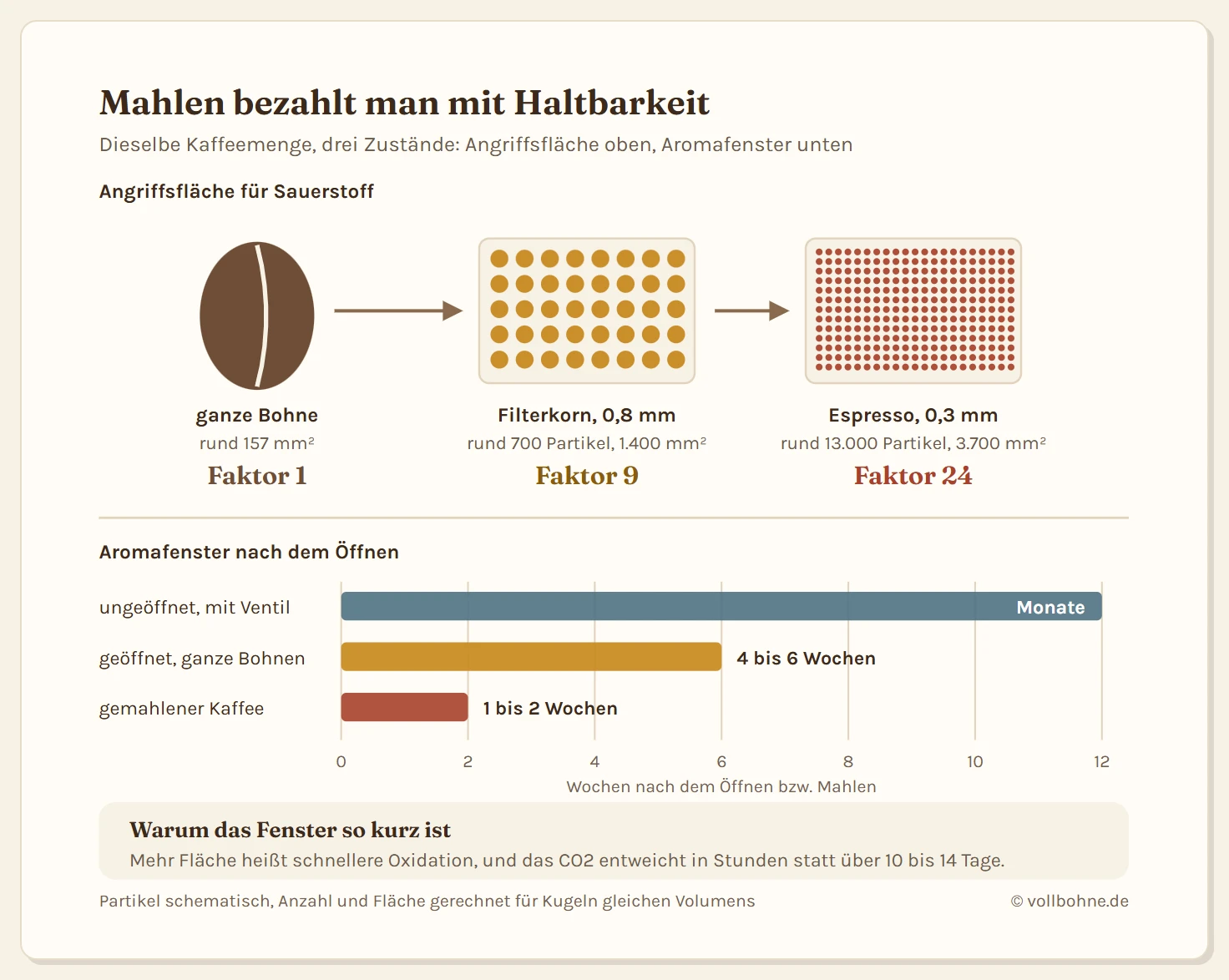 Zweiteilige Grafik zum Frischeverlust beim Mahlen. Oben links eine ganze Kaffeebohne im Querschnitt mit der Angabe, dass ihre Oberfläche rund 157 Quadratmillimeter beträgt. Daneben zwei Felder mit gemahlenem Kaffee: Filterkorn mit 0,8 Millimeter Partikeln ergibt etwa 700 Partikel und rund 1400 Quadratmillimeter Oberfläche, also das Neunfache; Espressofeinheit mit 0,3 Millimeter Partikeln ergibt etwa 13000 Partikel und rund 3700 Quadratmillimeter, also das Vierundzwanzigfache. Ein Pfeil verbindet Bohne und Mahlgut. Darunter ein Zeitstrahl über zwölf Wochen mit drei waagerechten Balken für das Aromafenster: ungeöffnete Packung mit Ventil bis etwa zwölf Wochen, geöffnete ganze Bohnen vier bis sechs Wochen, gemahlener Kaffee ein bis zwei Wochen. Ein Hinweiskasten erklärt, dass die vergrößerte Oberfläche der Grund für das kurze Fenster ist und dass eine luftdichte, dunkle Lagerung es verlängert.