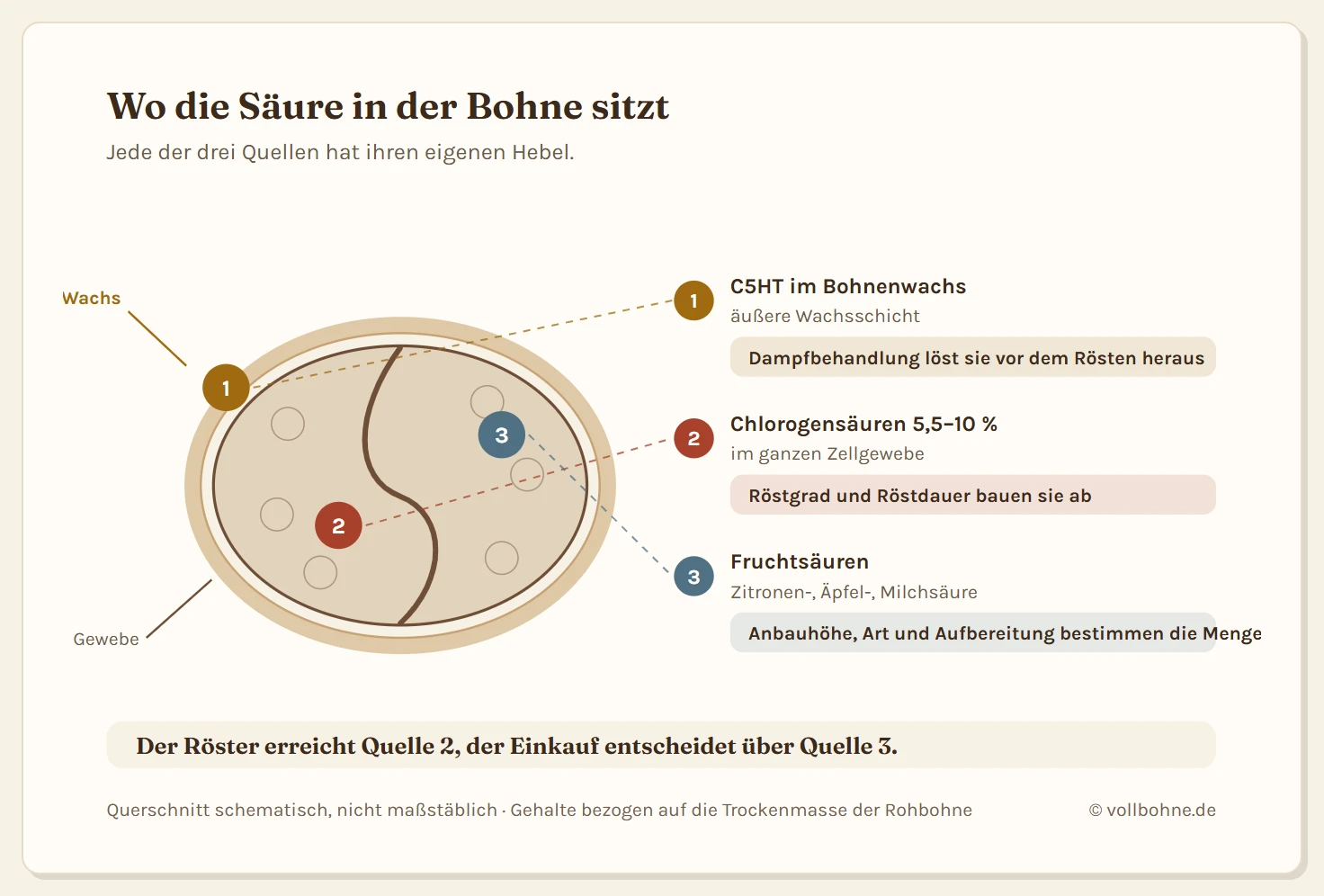 Querschnitt durch eine Kaffeebohne mit drei nummerierten Markern: die Carbonsäure-5-Hydroxytryptamide in der äußeren Wachsschicht, die Chlorogensäuren im Zellgewebe und die Fruchtsäuren, dazu je der passende Hebel Dampfbehandlung, Röstung und Herkunft.