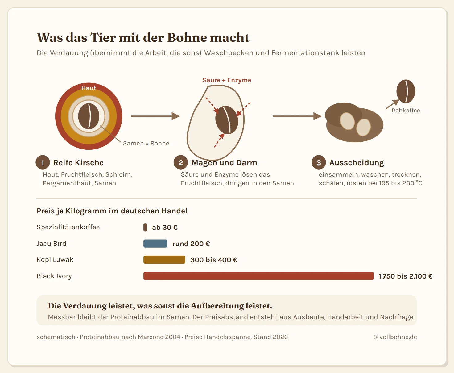 Schematischer Weg einer Kaffeekirsche durch den Verdauungstrakt eines Tieres in drei Stationen. Station eins zeigt die aufgeschnittene Kaffeekirsche mit ihren Schichten von außen nach innen: Haut, Fruchtfleisch, Schleimschicht, Pergamenthaut und Samen. Station zwei zeigt den Magen, in dem Magensäure und proteolytische Enzyme das Fruchtfleisch abbauen, während der Samen bestehen bleibt; ein Pfeil markiert, dass Enzyme durch die Pergamenthaut in den Samen eindringen und Speicherproteine zu Peptiden und Aminosäuren zerlegen. Station drei zeigt den ausgeschiedenen Bohnenklumpen, der eingesammelt, gewaschen, getrocknet und geröstet wird. Rechts daneben steht ein Balkenvergleich der Kilopreise: normaler Spezialitätenkaffee etwa 30 Euro, Jacu Bird etwa 200 Euro, Kopi Luwak 300 bis 400 Euro, Black Ivory 1750 bis 2100 Euro. Ein Hinweiskasten stellt fest, dass die Verdauung die Bohne messbar verändert, den Preisunterschied aber nicht erklärt.