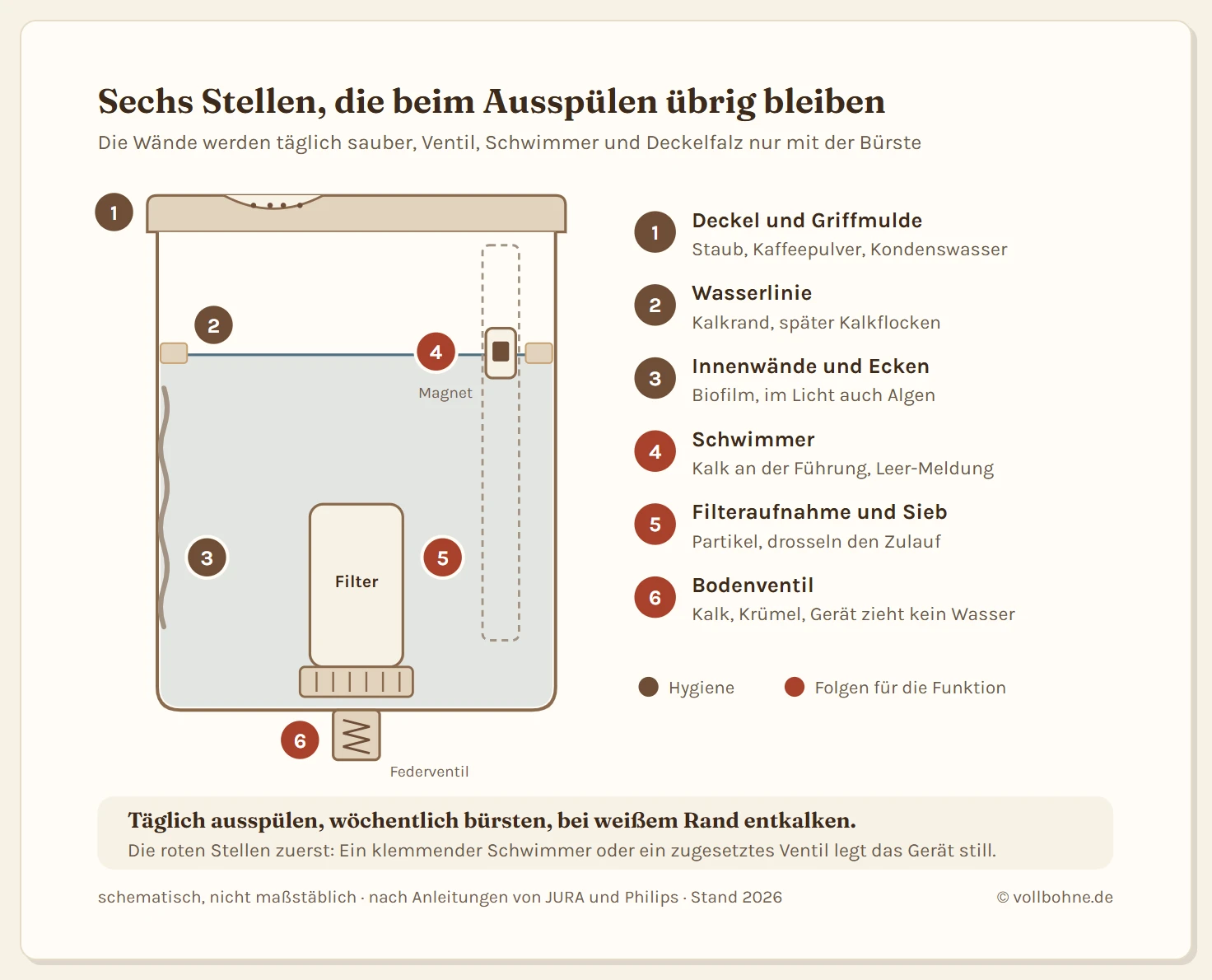 Schnitt durch den Wassertank eines Kaffeevollautomaten mit sechs nummerierten Problemstellen: Deckel und Griffmulde mit Staub und Kaffeepulver, Wasserlinie mit weißem Kalkrand, glatte Innenwände mit Biofilm, Schwimmer mit Magnet, der durch Kalk klemmen kann, Filteraufnahme mit Sieb und das Federventil im Boden, das bei Kalk oder Krümeln nicht mehr öffnet. Eine Legende ordnet jeder Stelle ihren Belag und das passende Intervall zu: täglich ausspülen, wöchentlich bürsten, bei Bedarf entkalken.